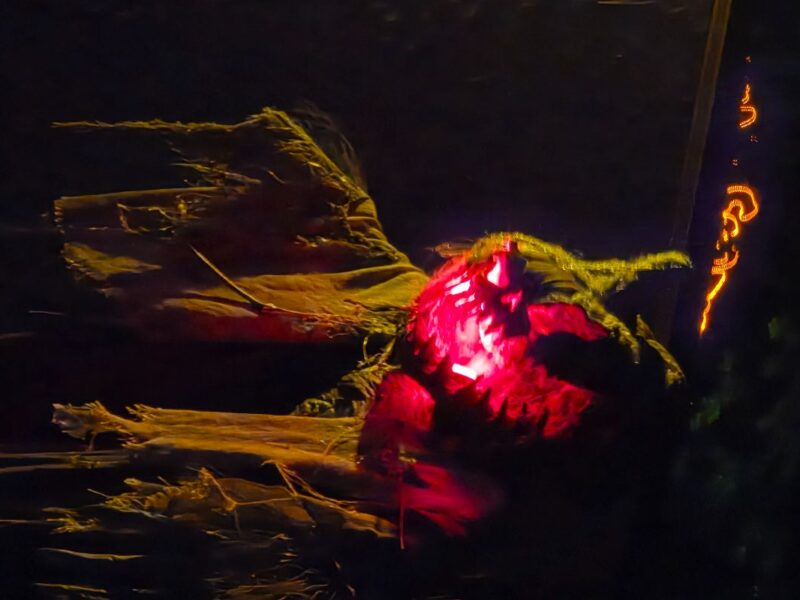 Fear Forest Haunted House and Hayride 2025 - FearForestPunkin